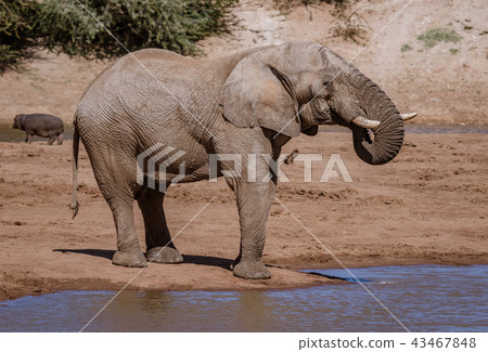 Elephant stands on edge of water while drinking 43467848