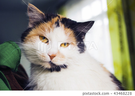 Portrait of calico cat with yellow eyes 43468228