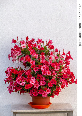 Summery flowers 43468242