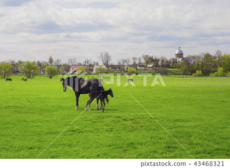 Village landscape with horses and foal grazing 43468321