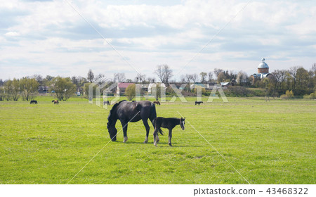 Village landscape with horses and foal grazing Village landscape with horses and foal grazing 43468322