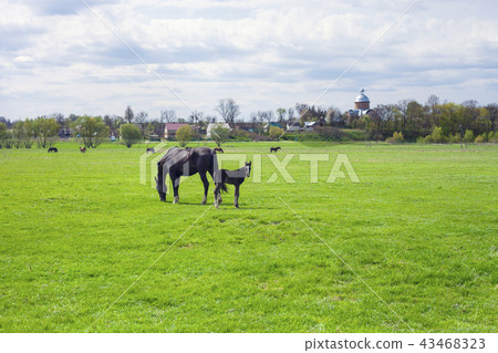 Village landscape with horses and foal grazing Village landscape with horses and foal grazing 43468323