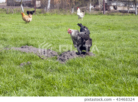 Black and white hen digging in ground on lawn Black and white hen digging in ground on lawn 43468324
