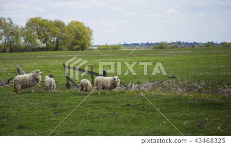 Grazing white sheep with black spots on eyes Grazing white sheep with black spots on eyes 43468325
