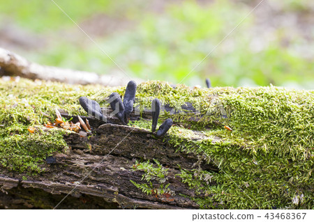 Black mushroom Xylaria polymorpha on fallen tree 43468367