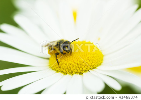 European honey bee on Camomile flower 43468374