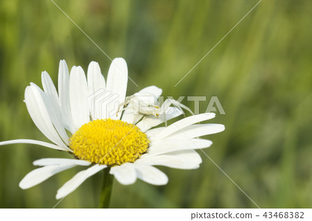 Flower crab spider Misumena on Daisy flower Flower crab spider Misumena on Daisy flower 43468382