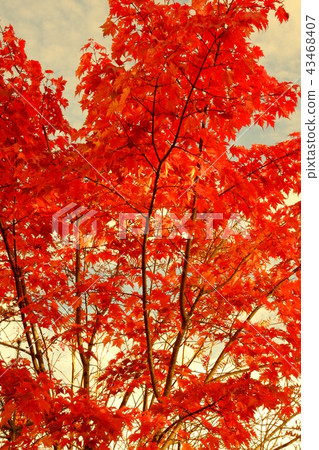 Momiji autumn leaves Momiji autumn leaves 43468407