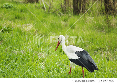 Stork walking in green field, Stork walking in green field, 43468700