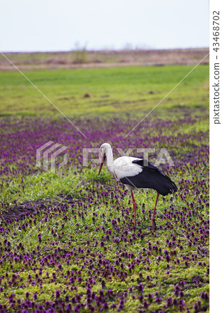 Stork walking in a field with lilac flowers Stork walking in a field with lilac flowers 43468702