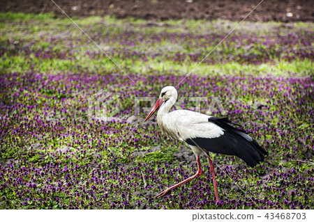 Stork walking in a field with lilac flowers Stork walking in a field with lilac flowers 43468703