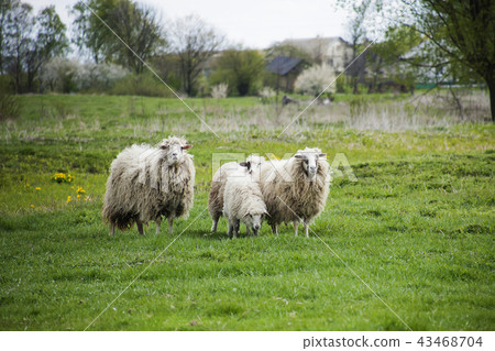 Grazing white sheep with black spots on meadow 43468704