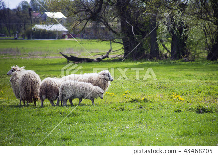 Walking herd of sheep along green field 43468705