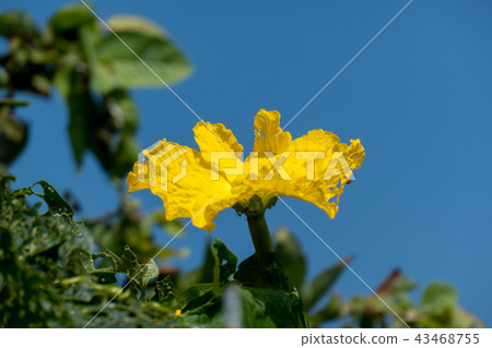 Flower and blue sky [up] 43468755