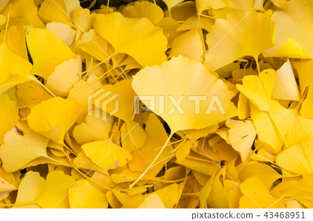 落葉〜銀杏葉〜 43468951