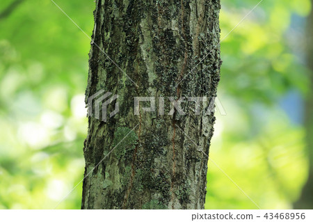 Trunk of Konara-ku, Tadami-cho, Fukushima Prefecture Trunk of Konara-ku, Tadami-cho, Fukushima Prefecture 43468956