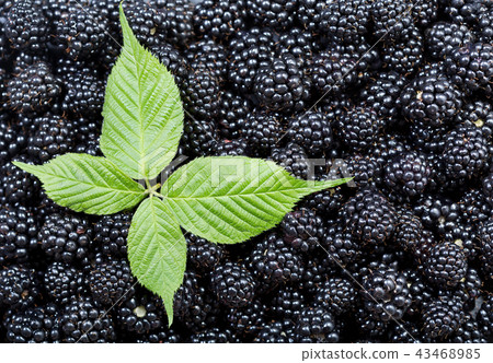 fresh blackberries with leaf as background 43468985