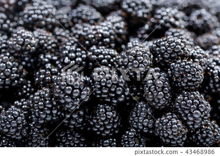 fresh blackberries as background 43468986