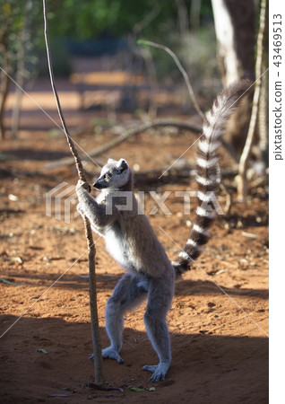 Ring-tailed lemur (Madagascar) Ring-tailed lemur (Madagascar) 43469513