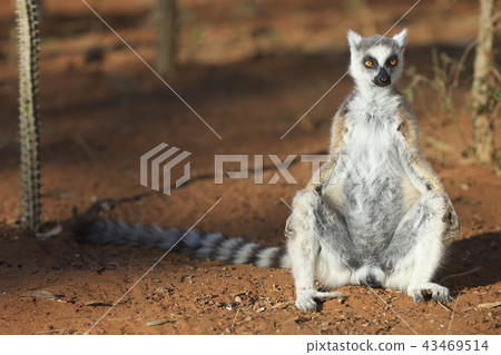 Ring-tailed lemur (Madagascar) Ring-tailed lemur (Madagascar) 43469514