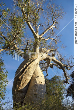 Baobab trees that love each other (Madagascar) 43469525