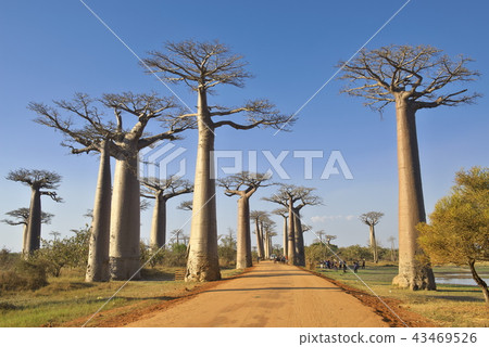 Baobab Highway (Madagascar) 43469526
