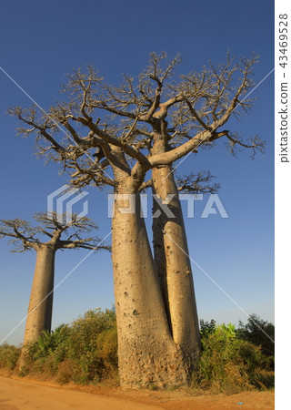 Baobab Highway (Madagascar) 43469528