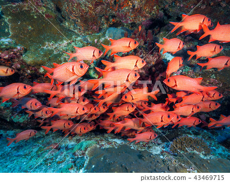 A group of fish A group of fish 43469715