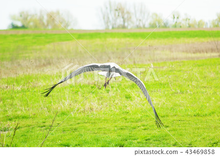 Stork soars above green field Stork soars above green field 43469858