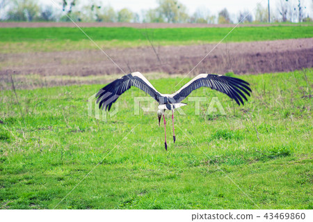 Stork soars above green field 43469860