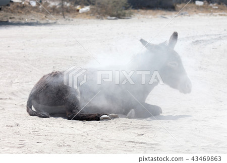 Adult donkey rolling in the sand 43469863