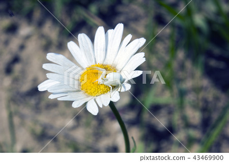 White Flower crab spider Misumena 43469900