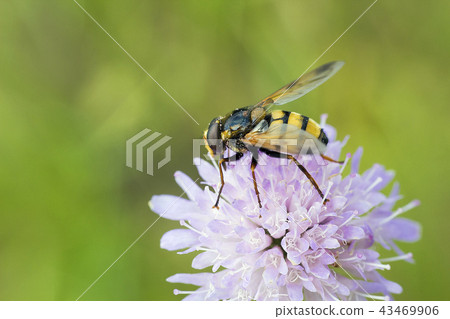 Hoverfly sitting on flower Knautia arvensis Hoverfly sitting on flower Knautia arvensis 43469906