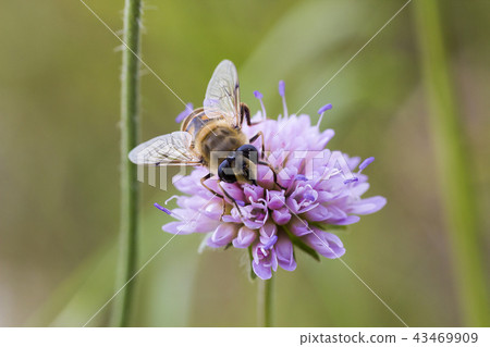 Hoverfly on pink flower Knautia arvensis Hoverfly on pink flower Knautia arvensis 43469909