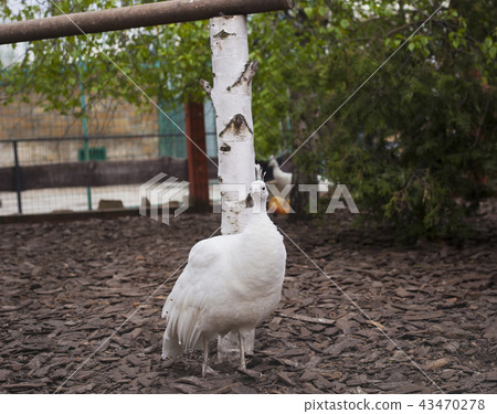 White Peafowl 43470278