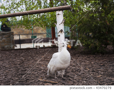 White Peafowl 43470279