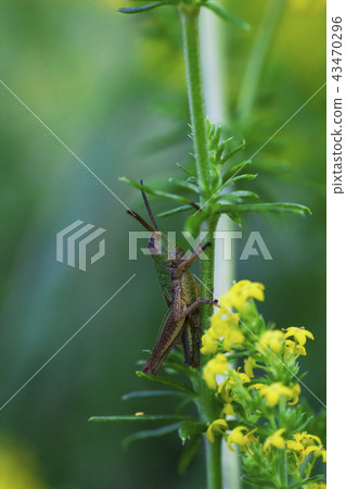 Small locust sits on plant 43470296