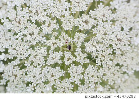 White flower Ammi majus, macro 43470298