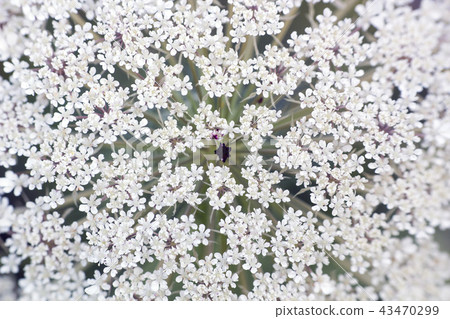 White flower Ammi majus, macro White flower Ammi majus, macro 43470299