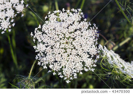 White flower Ammi majus, top view White flower Ammi majus, top view 43470300