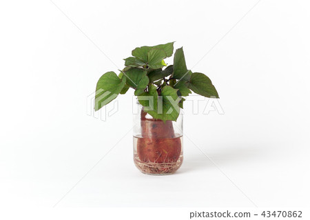 sweet potato 43470862