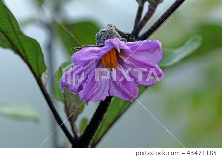 茄子花 43471185