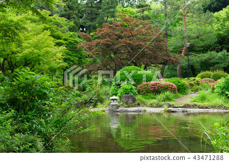 Young leaves and fresh green sweet spring garden stone lantern 43471288