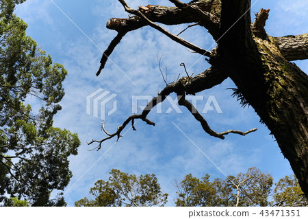 橡樹死的樹 43471351