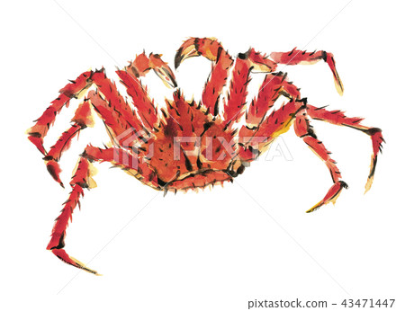 King crab crab crab crustacean material [watercolor illustration] 43471447