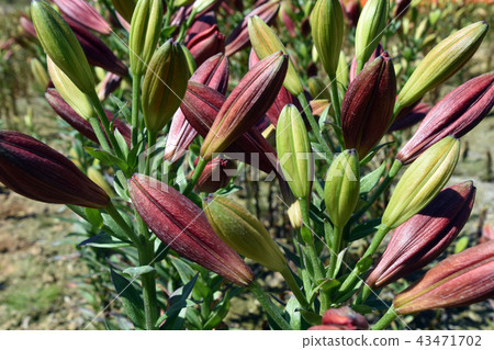 百合百合 43471702