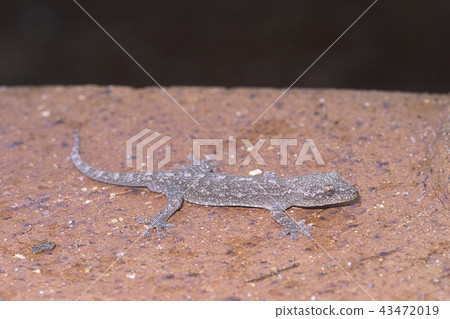 兩個角yamoli 43472019