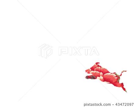 Wild boar Wild boar 43472097