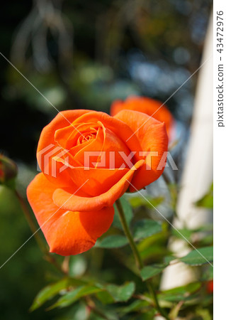 橙色美麗的玫瑰 橙色美麗的玫瑰 43472976