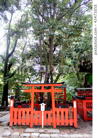 [Kyoto] Kenmo of Shimogamo Shrine 43473858